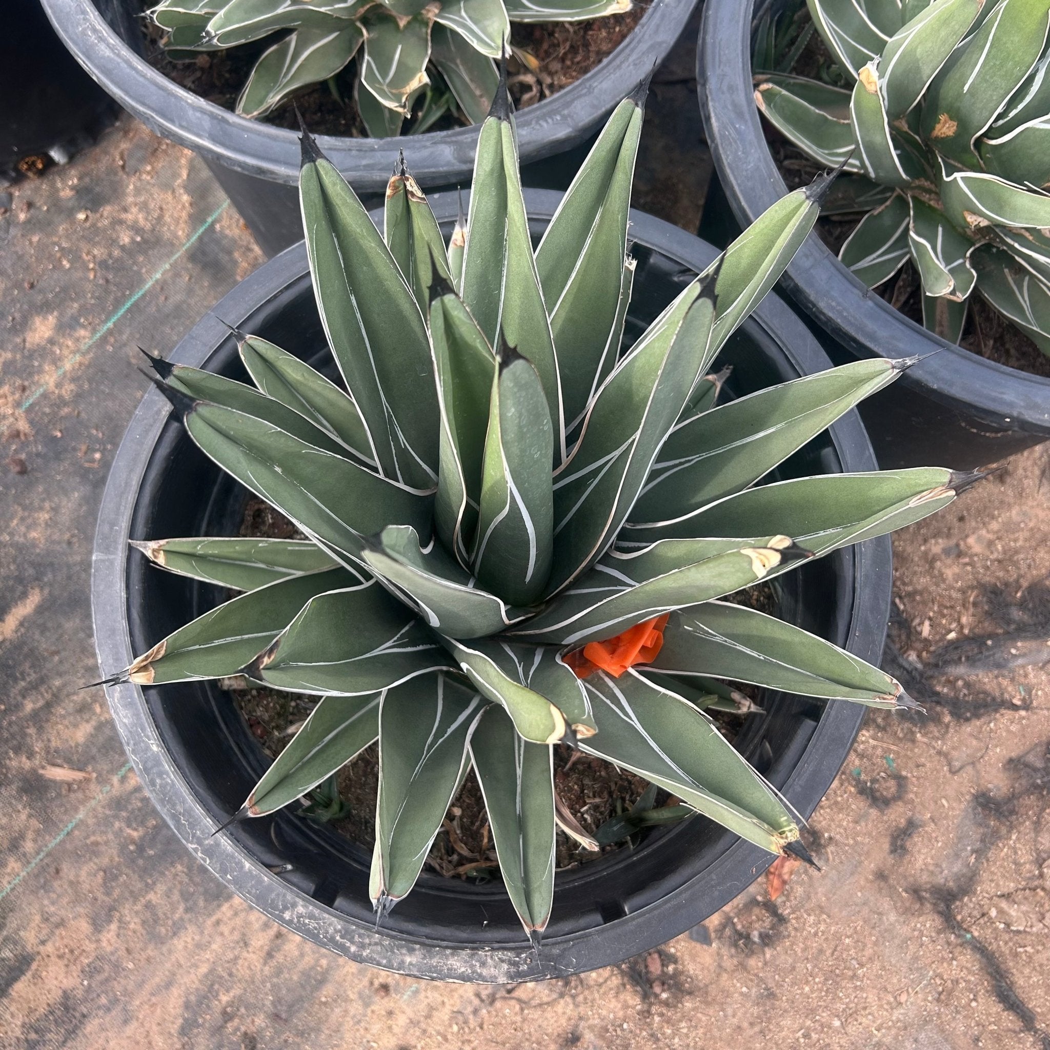 Buy King Ferdinand Agave Phoenix, AZ | A. nickelsiae | Three