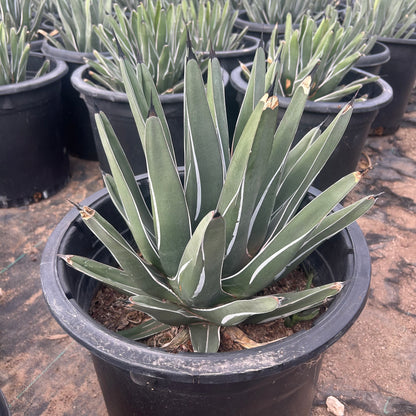 15 gallon King Ferdinand Agave (Agave nickelsiae 'King Ferdinand') in nursery pot — Phoenix, AZ