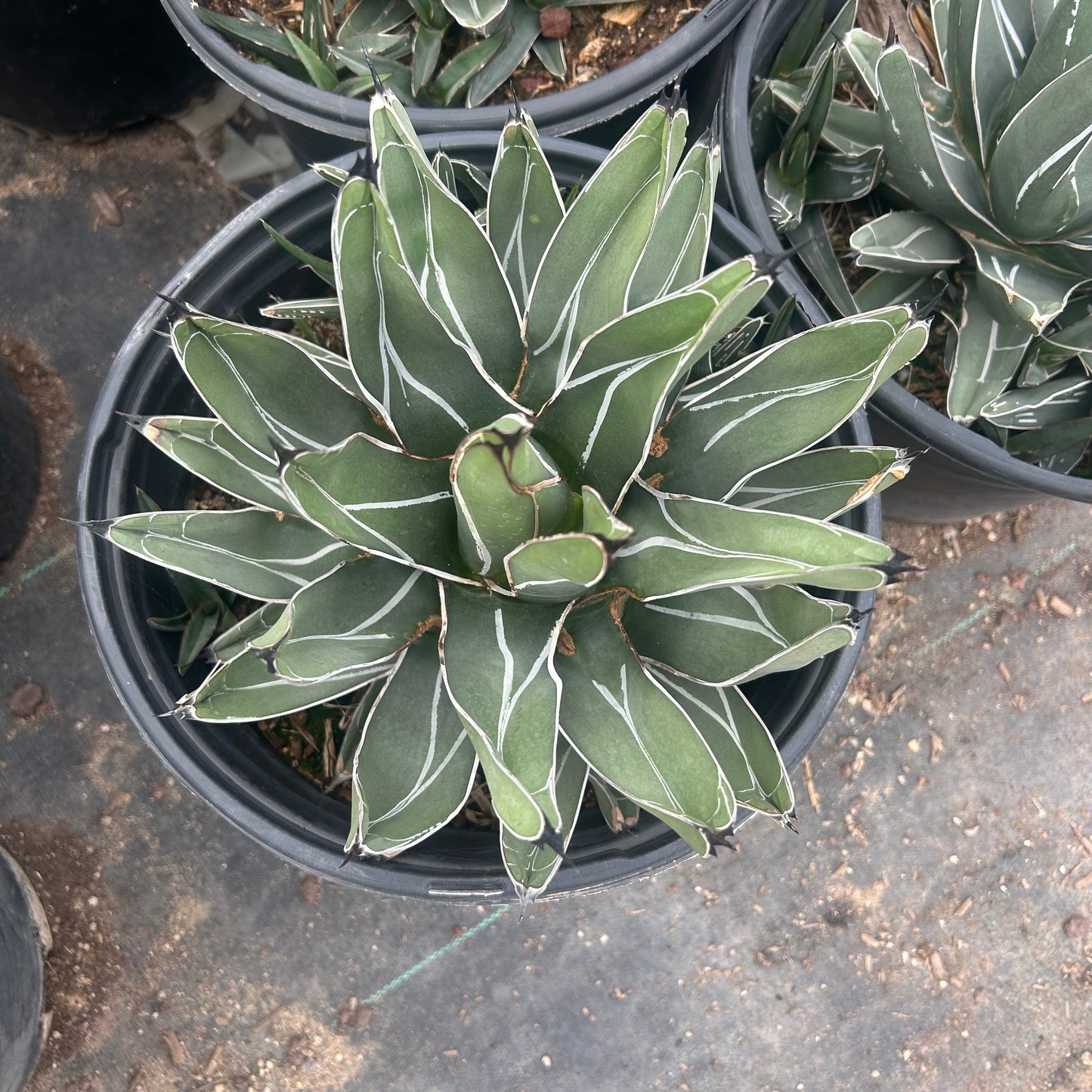 5 gallon King Ferdinand Agave (Agave nickelsiae 'King Ferdinand') in nursery pot — Phoenix, AZ