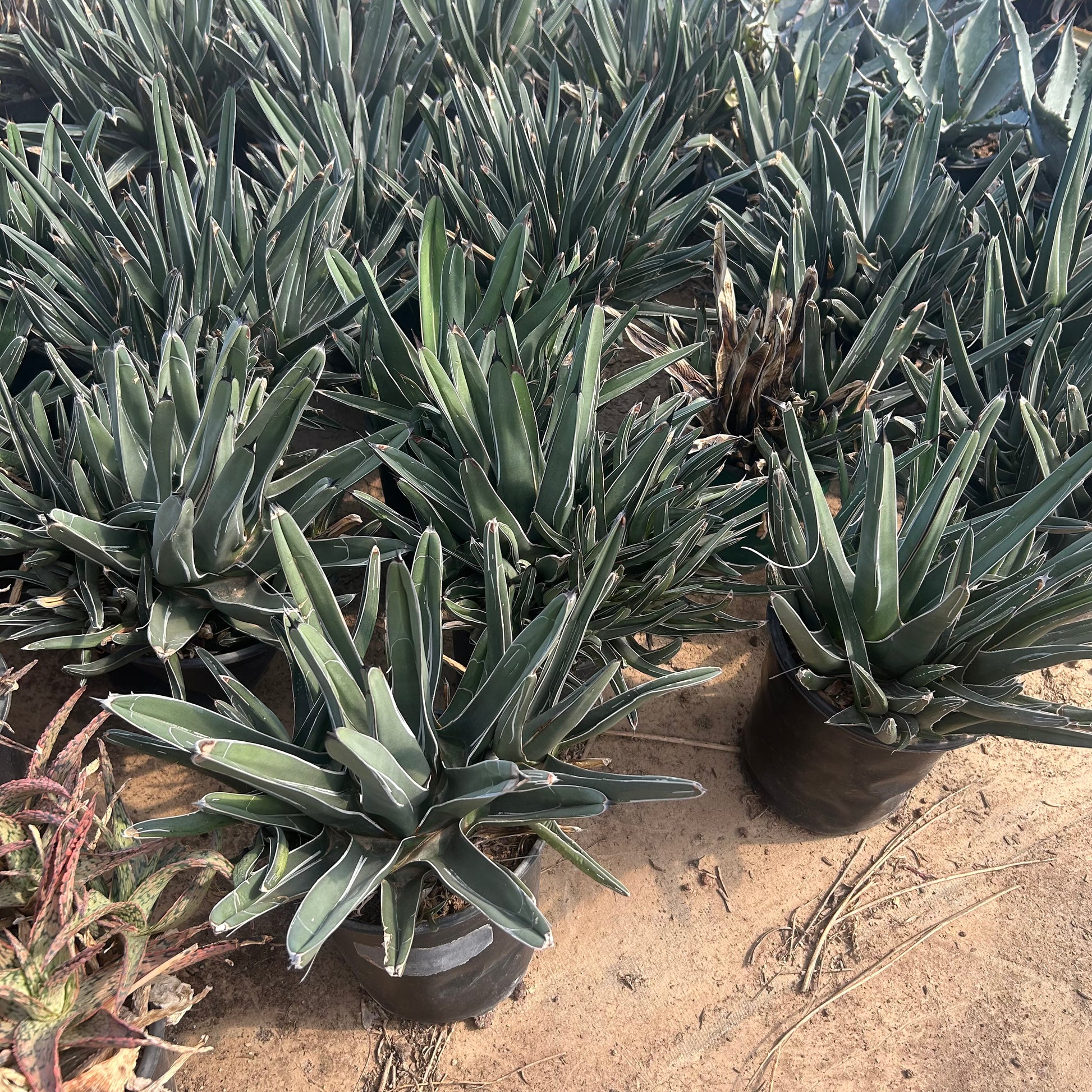 1 gallon King Ferdinand Agave (Agave nickelsiae) in nursery pot — Phoenix, AZ