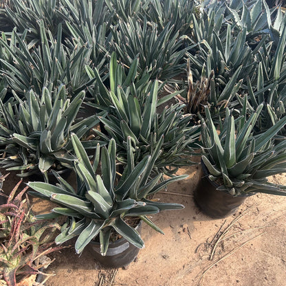 1 gallon King Ferdinand Agave (Agave nickelsiae) in nursery pot — Phoenix, AZ