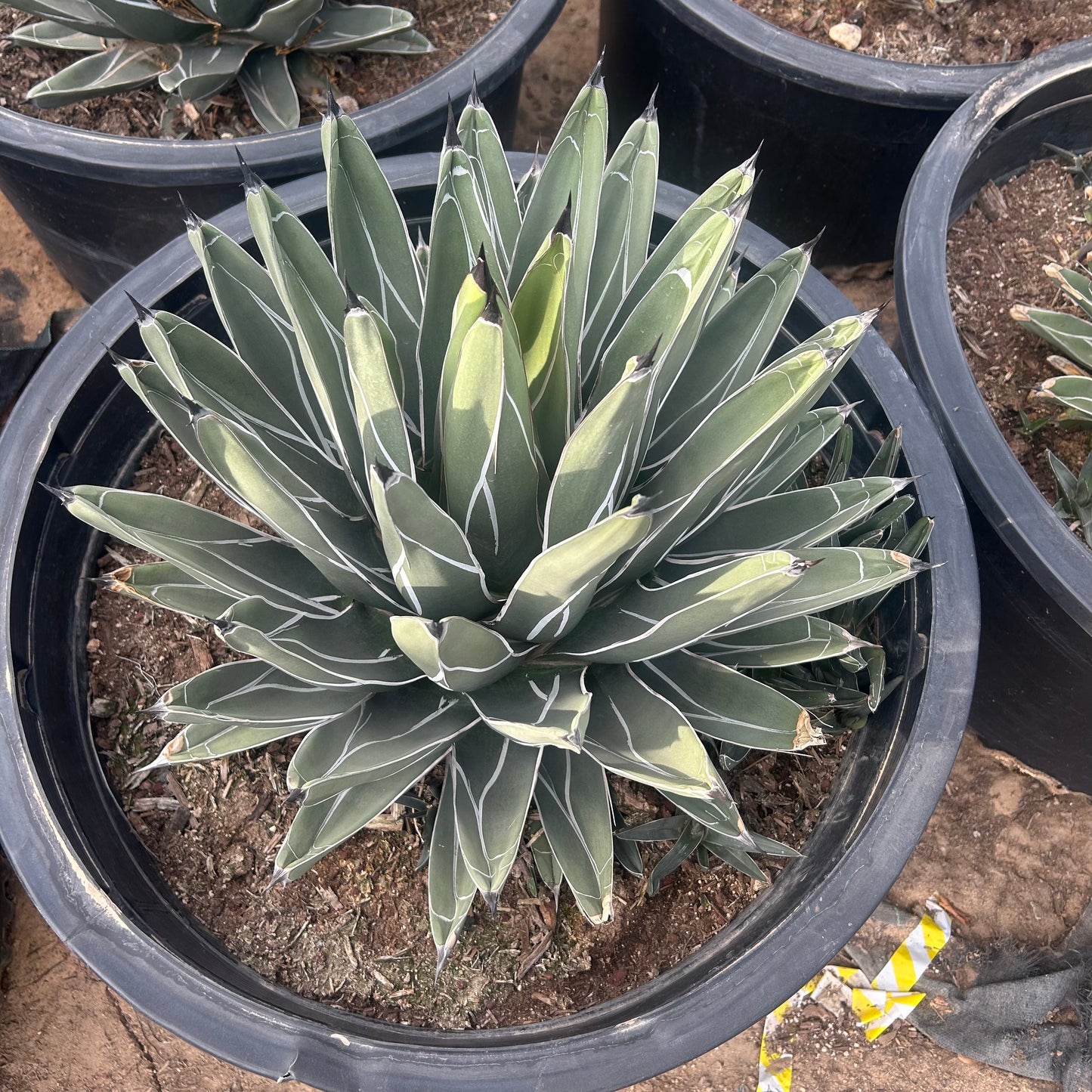 25 gallon King Ferdinand Agave (Agave nickelsiae) in nursery pot — Phoenix, AZ