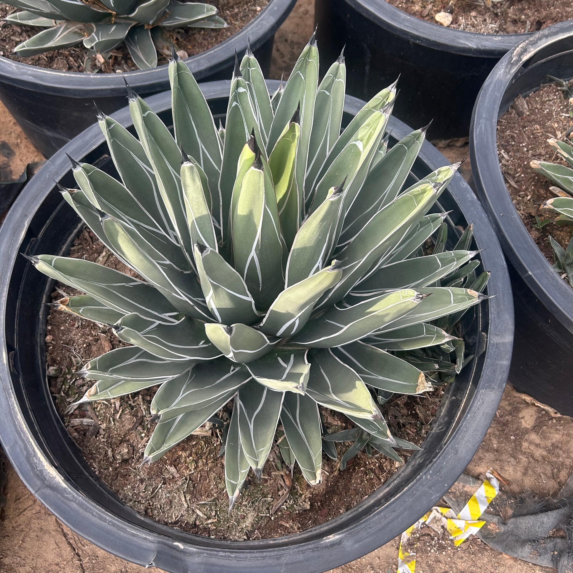 25 gallon King Ferdinand Agave (Agave nickelsiae) in nursery pot — Phoenix, AZ