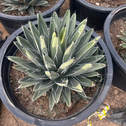 25 gallon King Ferdinand Agave (Agave nickelsiae) in nursery pot — Phoenix, AZ