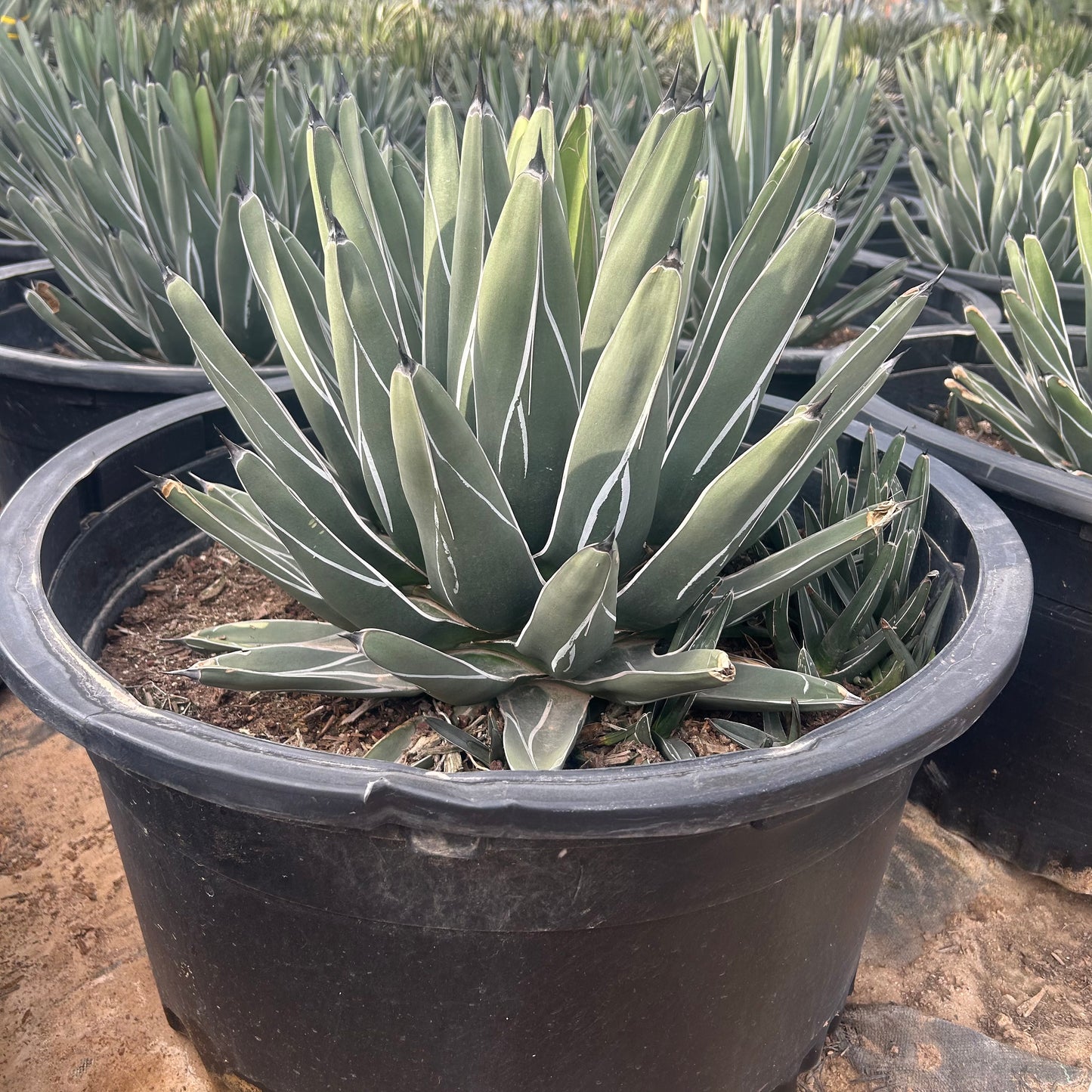 25 gallon King Ferdinand Agave (Agave nickelsiae) in nursery pot — Phoenix, AZ