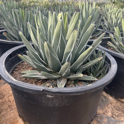 25 gallon King Ferdinand Agave (Agave nickelsiae) in nursery pot — Phoenix, AZ