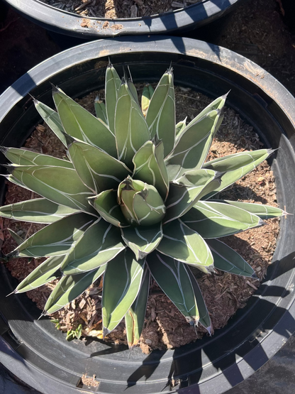 King Ferdinand Agave