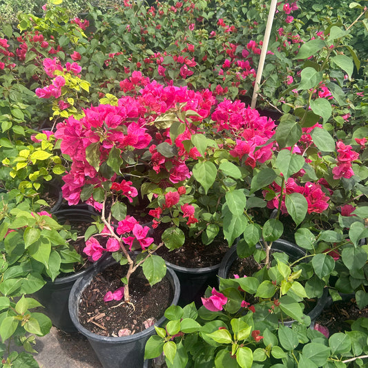 5 gallon La Jolla Bougainvillea with red-crimson bracts in nursery pot — Phoenix, AZ