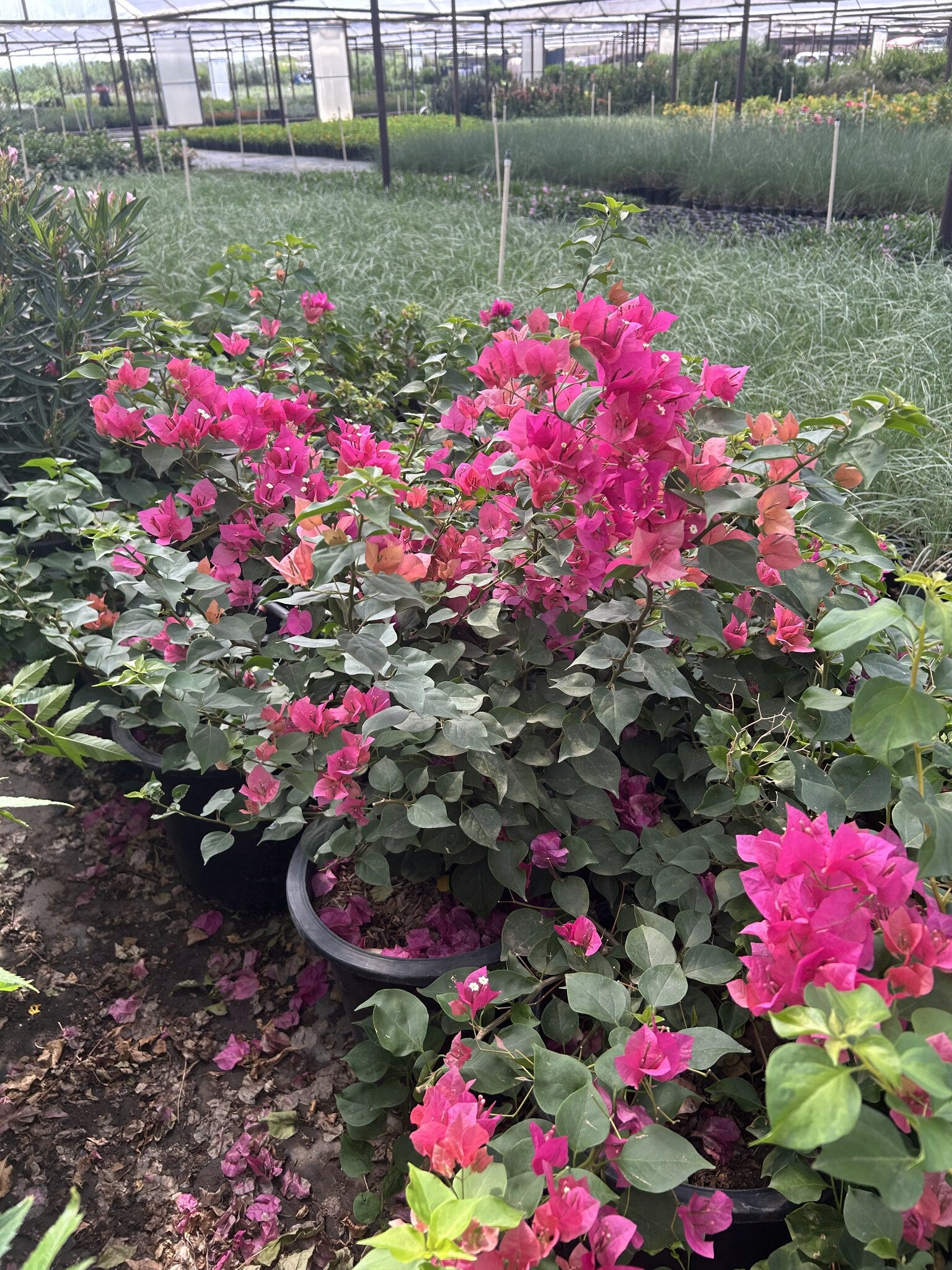 'La Jolla' Bougainvillea