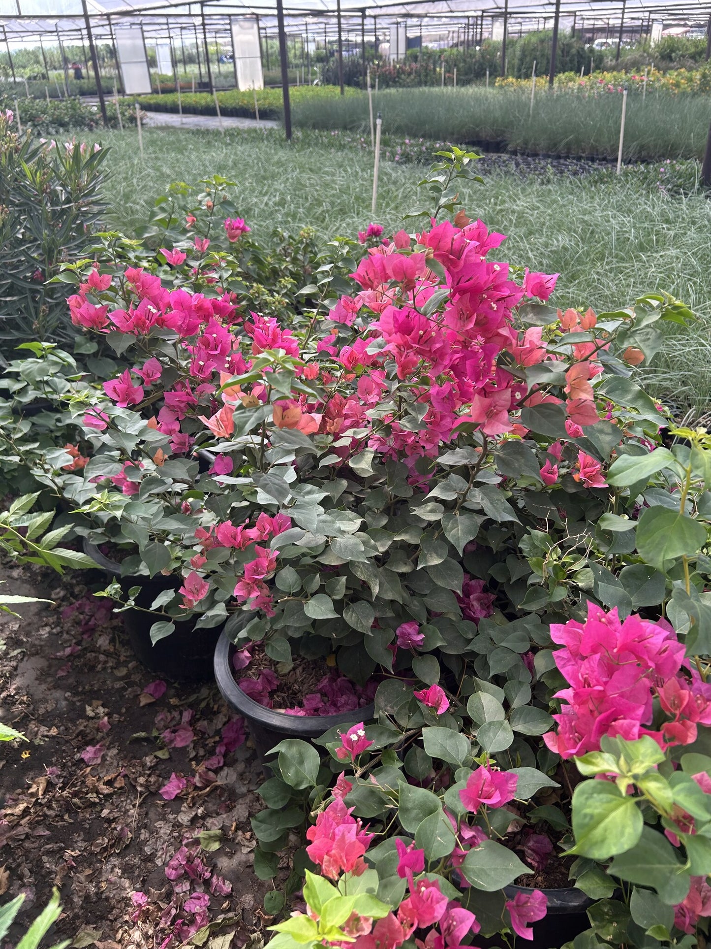 'La Jolla' Bougainvillea