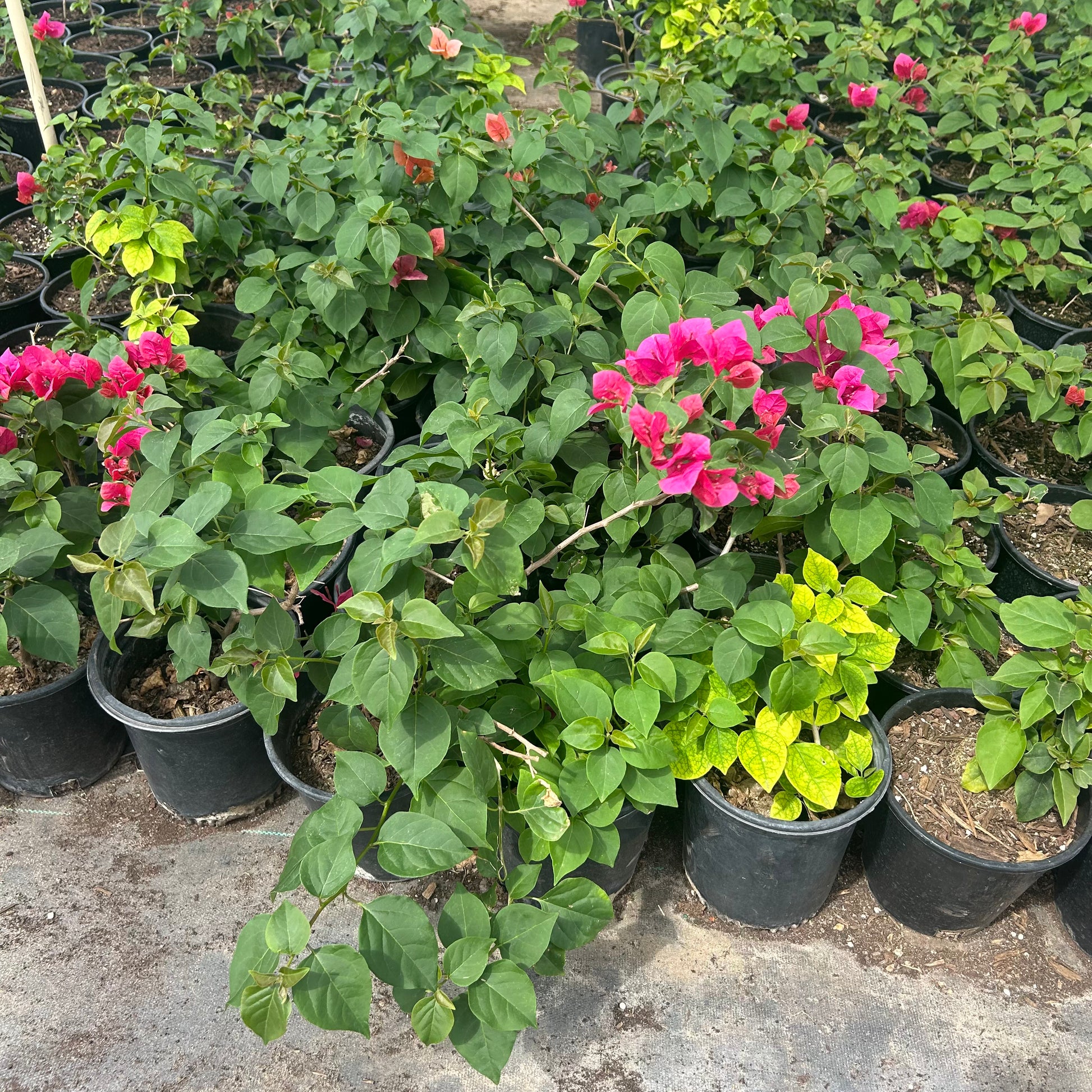 bougainvillea plant indoor or outdoor Buy La Jolla Bougainvillea Phoenix, AZ | Red Vine