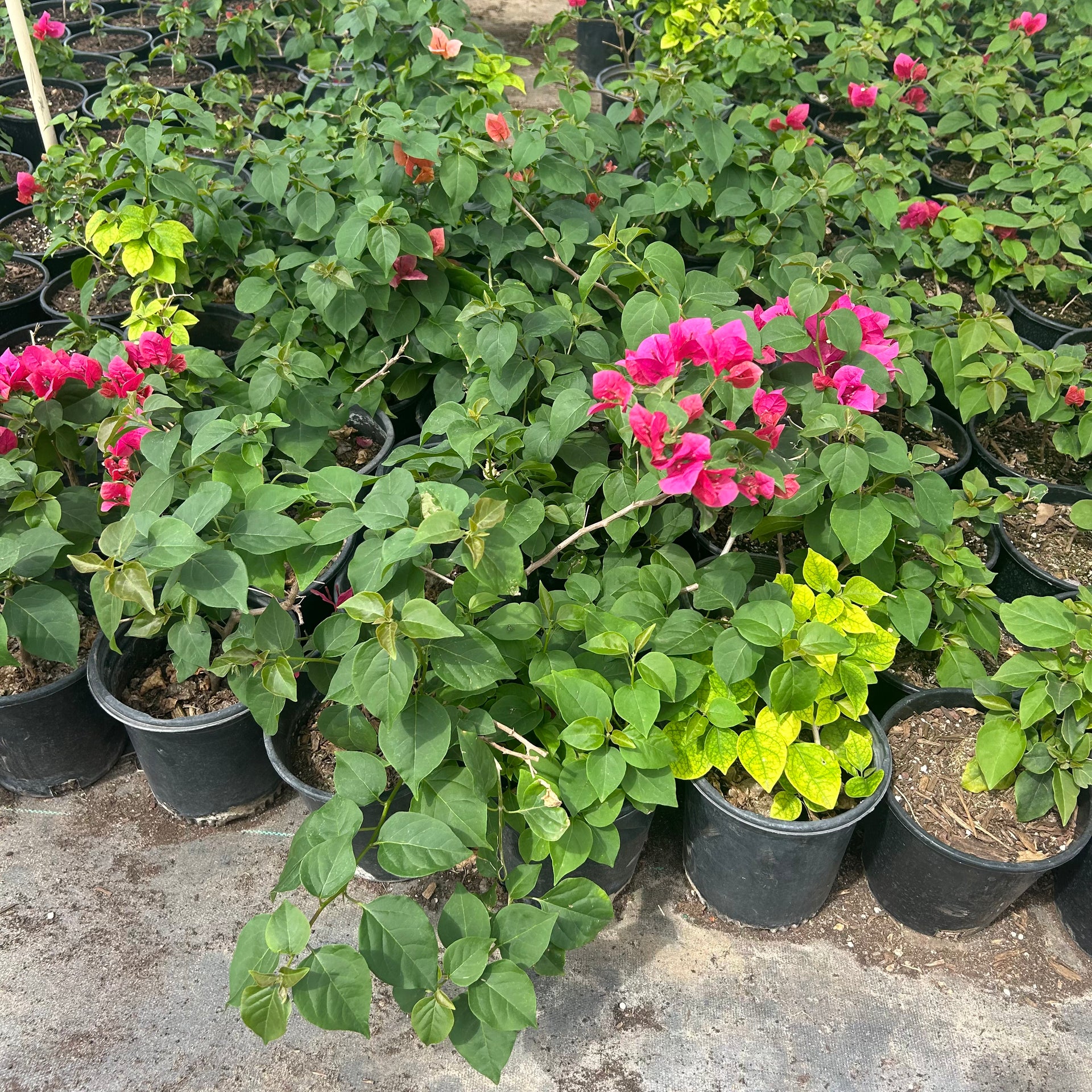 Buy La Jolla Bougainvillea Phoenix, AZ | Red Vine