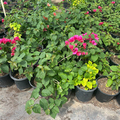 1 gallon La Jolla Bougainvillea (Bougainvillea 'La Jolla') in nursery pot — Phoenix, AZ