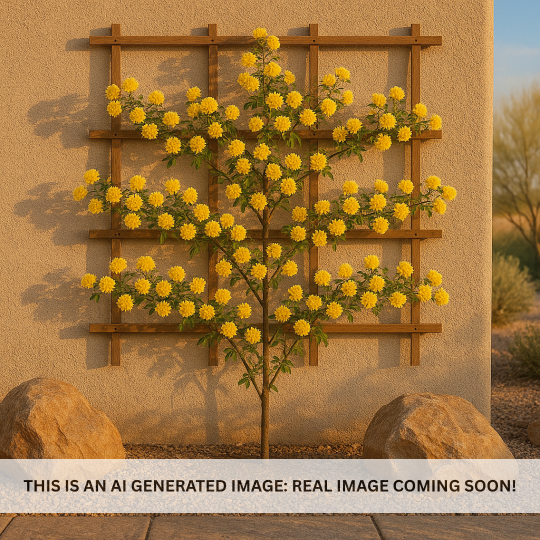 Lady Banks Rose - Yellow Espalier