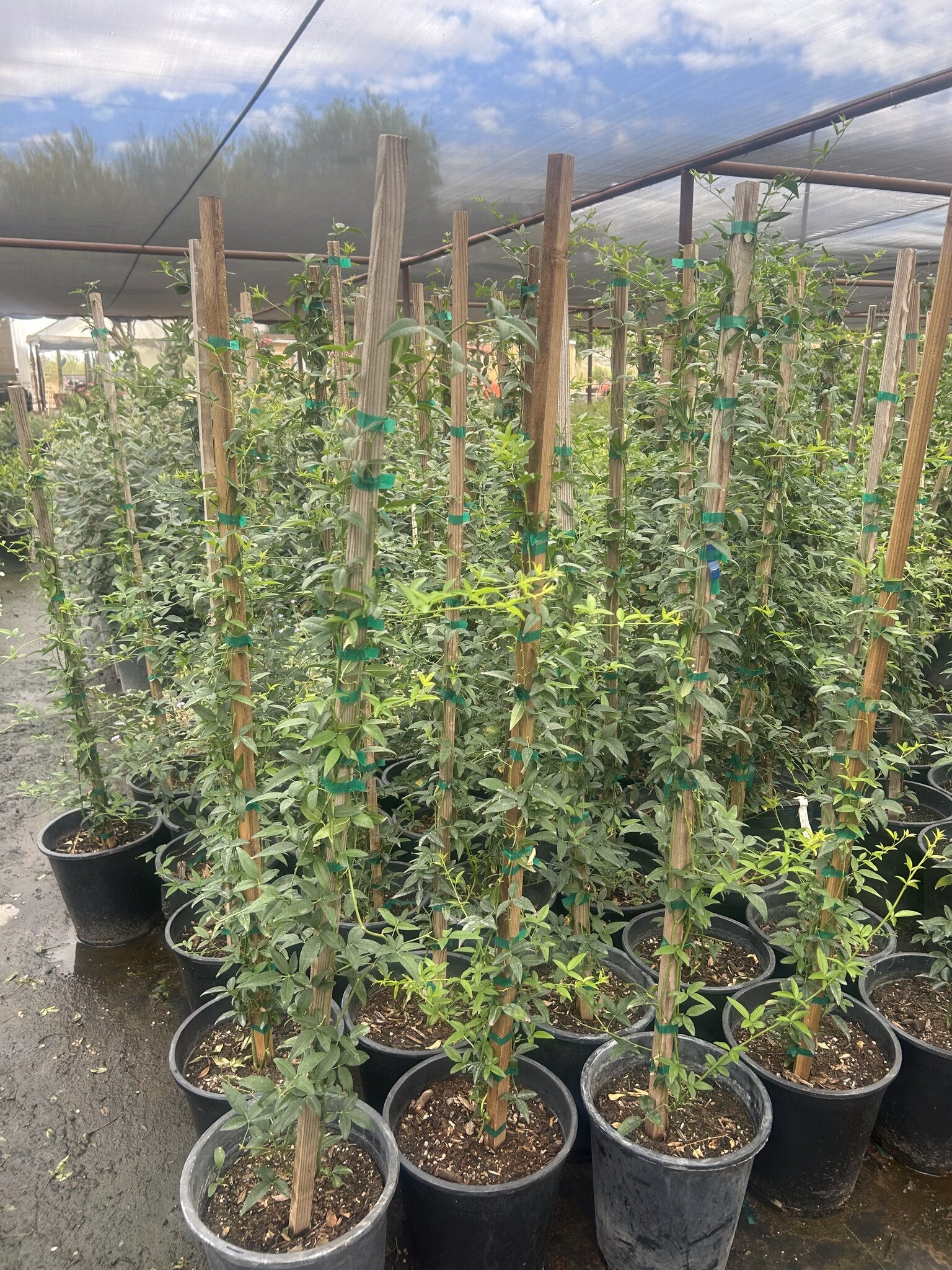 Lady Banks Rose White - 3/5 Gallon