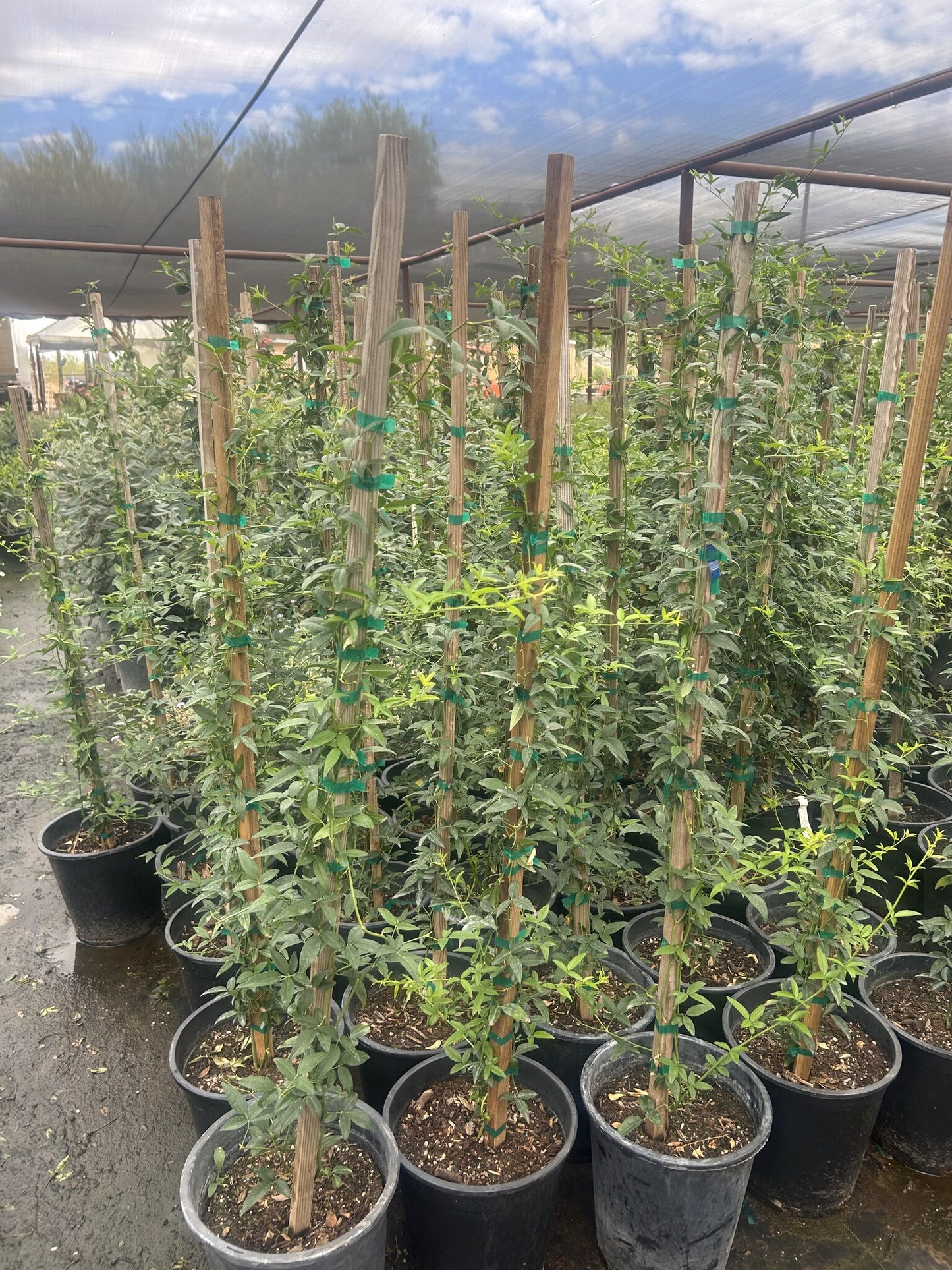 Lady Banks Rose White - 3/5 Gallon