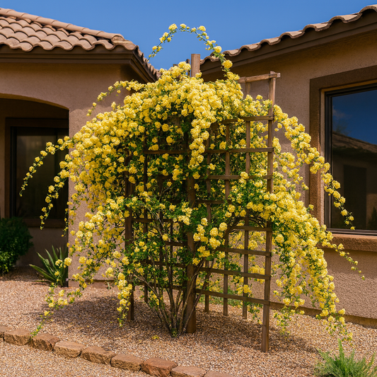 Lady Banks Rose - Yellow Espalier