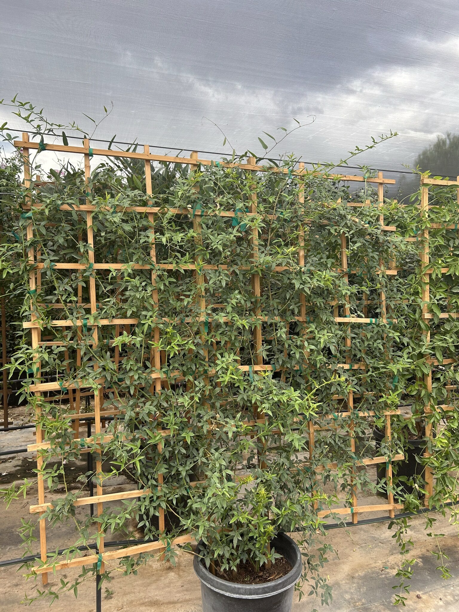 Lady Banks Rose Yellow Espalier 10/15 Gallon