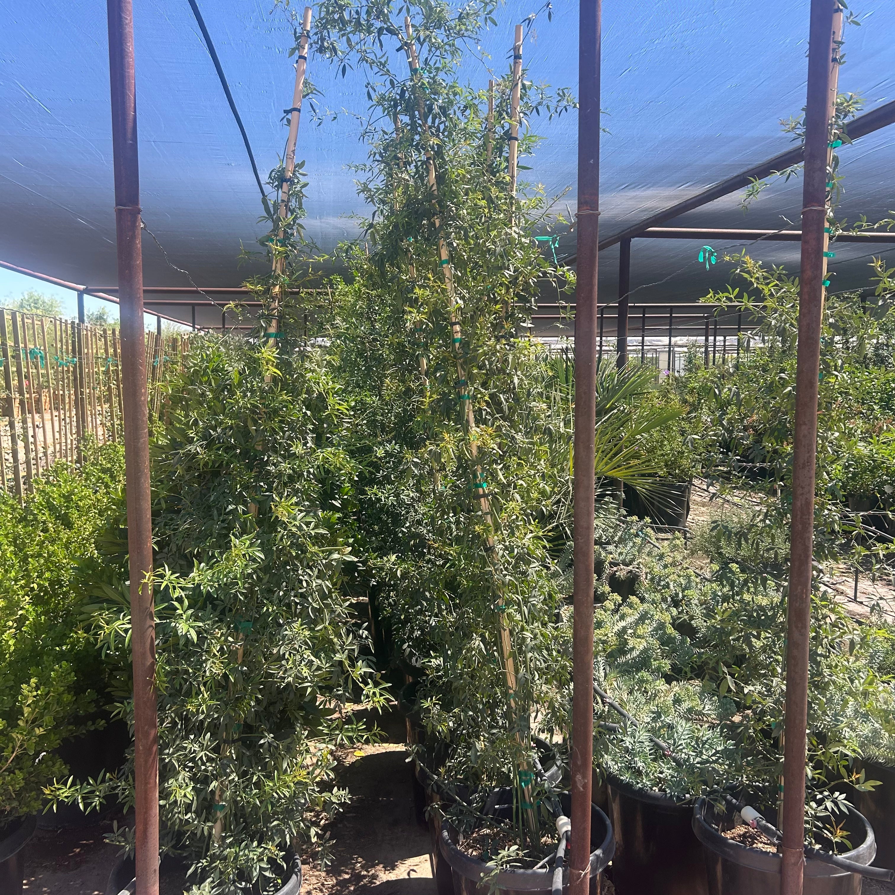 15 gallon Lady Banks Rose White (Rosa banksiae) climbing vine in Phoenix, AZ nursery