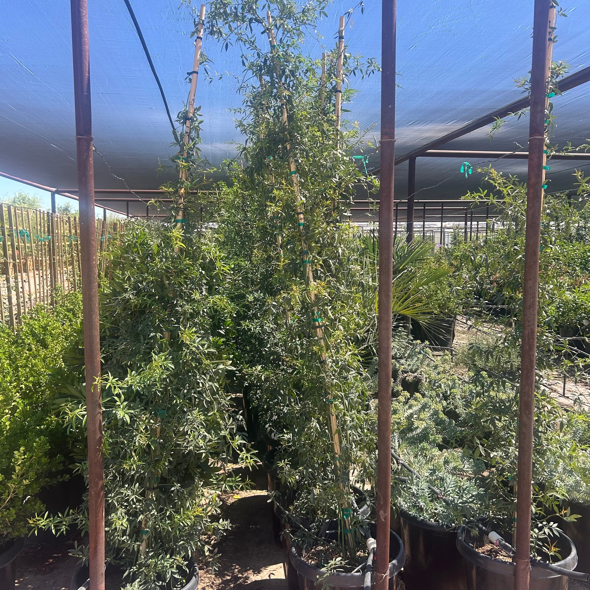 15 gallon Lady Banks Rose White (Rosa banksiae) climbing vine in Phoenix, AZ nursery