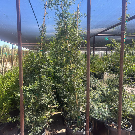15 gallon Lady Banks Rose White (Rosa banksiae) climbing vine in Phoenix, AZ nursery