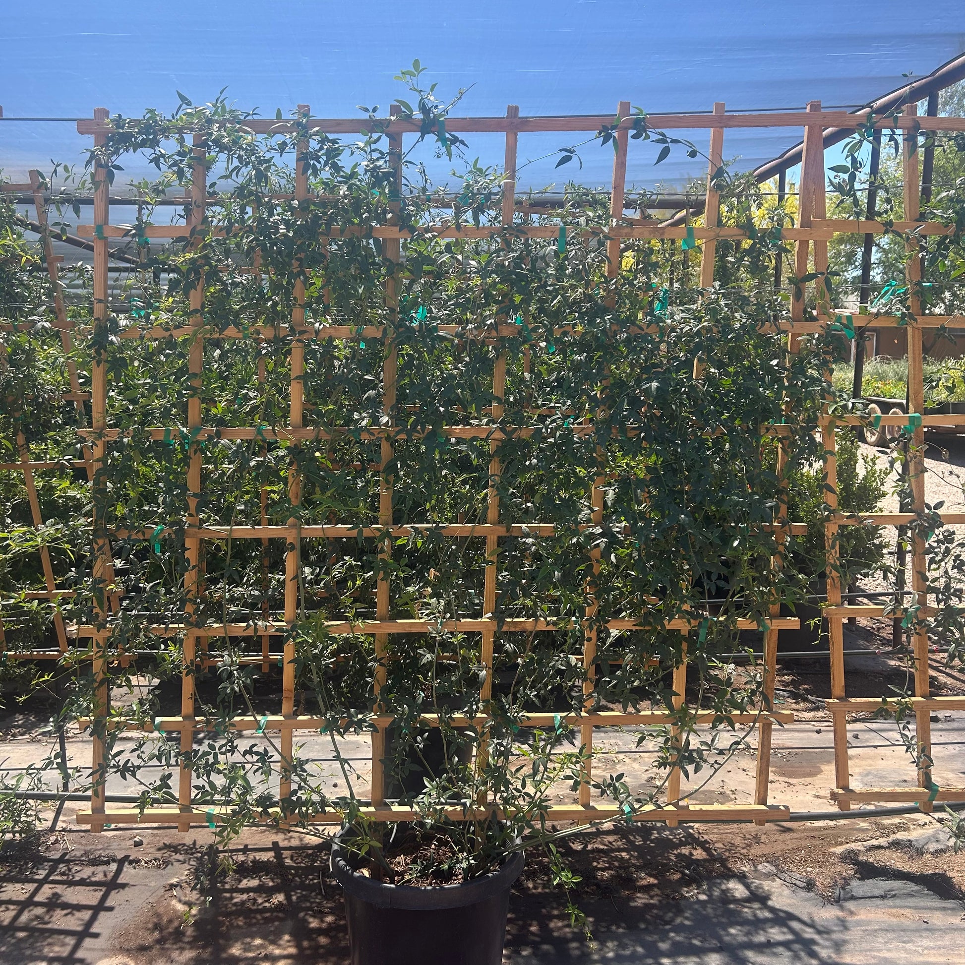 15 gallon Lady Banks Rose White Espalier (Rosa banksiae) trained on wooden trellis in nursery — Phoenix, AZ