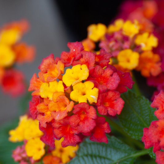 Confetti Lantana