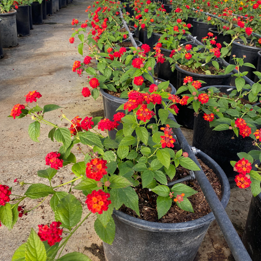 Dallas Red Lantana