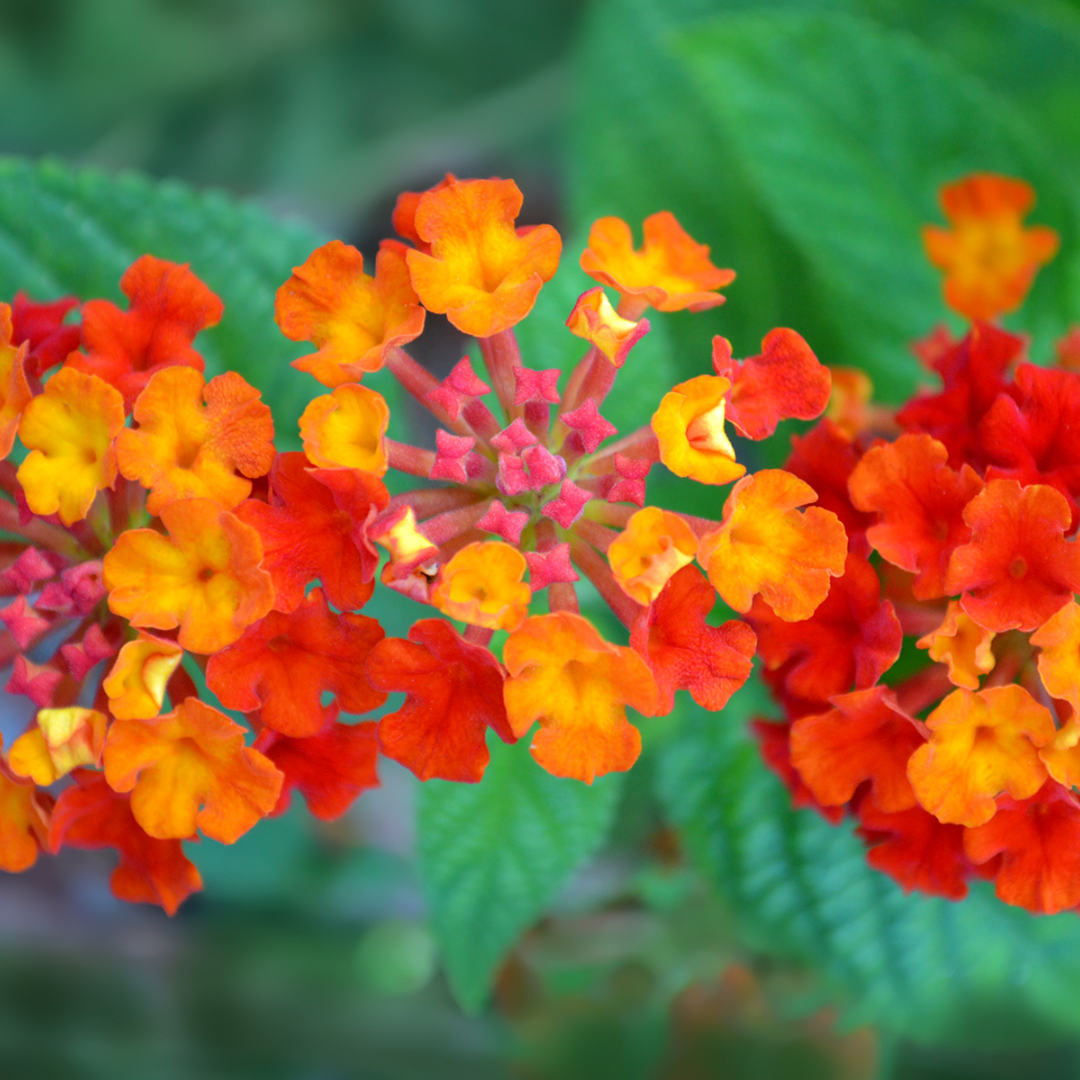 Dallas Red Lantana