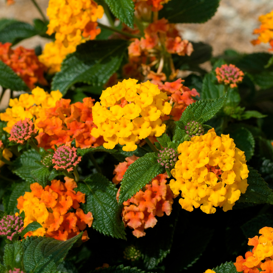 New Gold Lantana