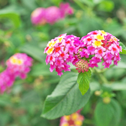 Irene Lantana