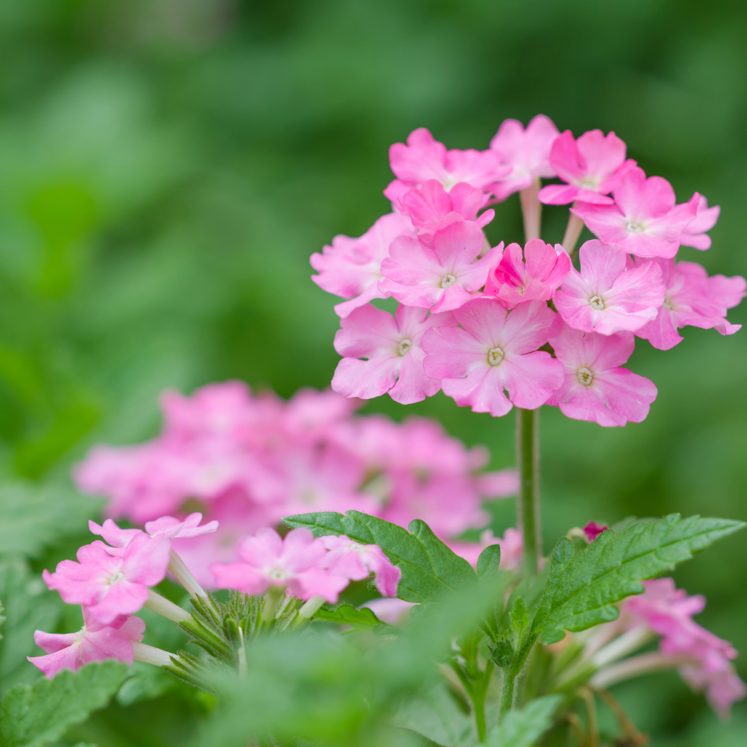 Pink Lantana