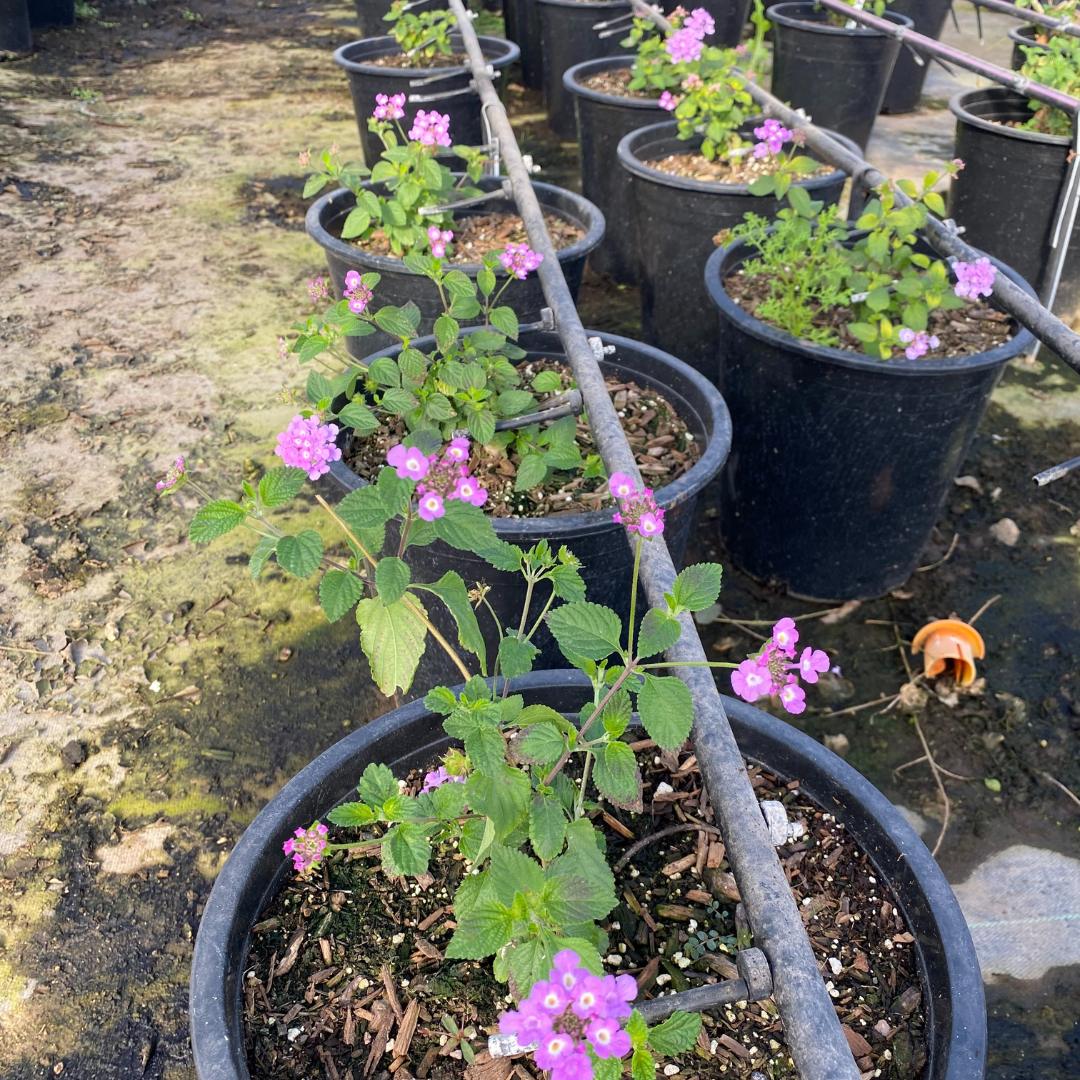 Purple & White Lantana