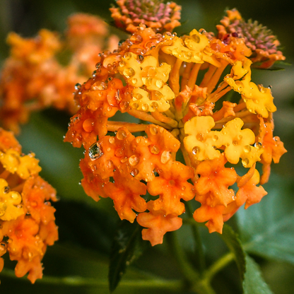 Radiation Lantana