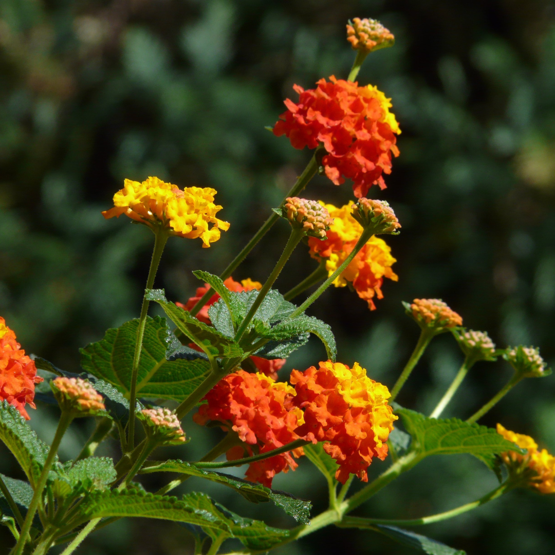 Red & Gold Lantana