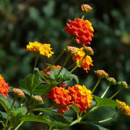Red & Gold Lantana (Lantana camara) vibrant red and gold bicolor flower clusters with green foliage — Phoenix, AZ