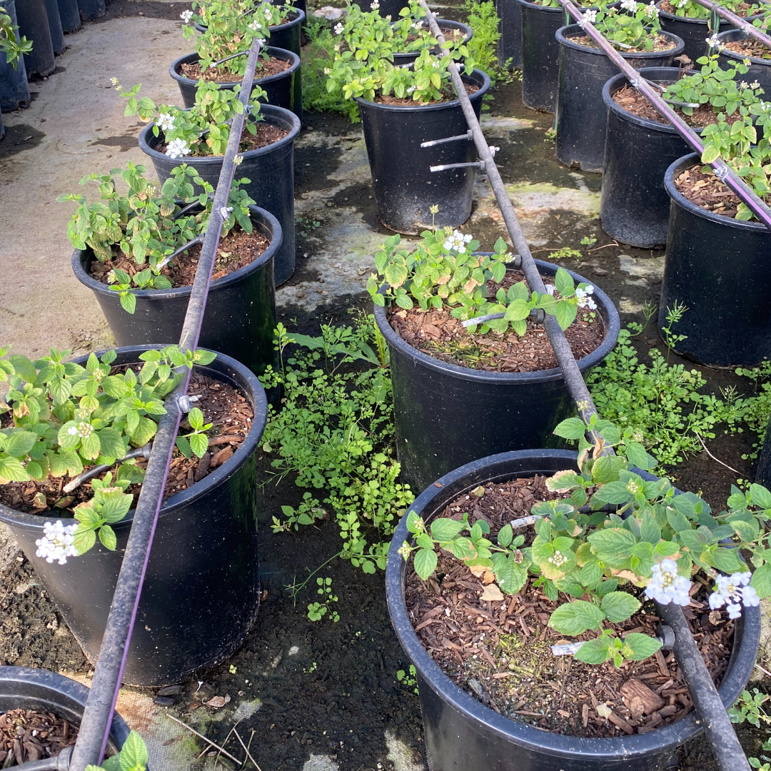 White Trailing Lantana