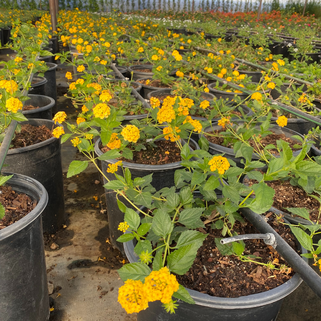 golden nanmu pot plant Buy Gold Mound Lantana Phoenix, AZ | Lantana camara