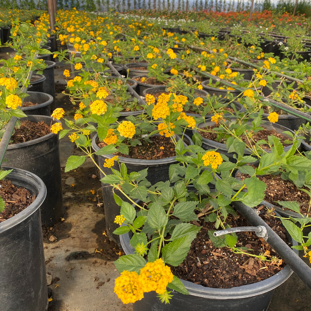 Gold Mound Lantana