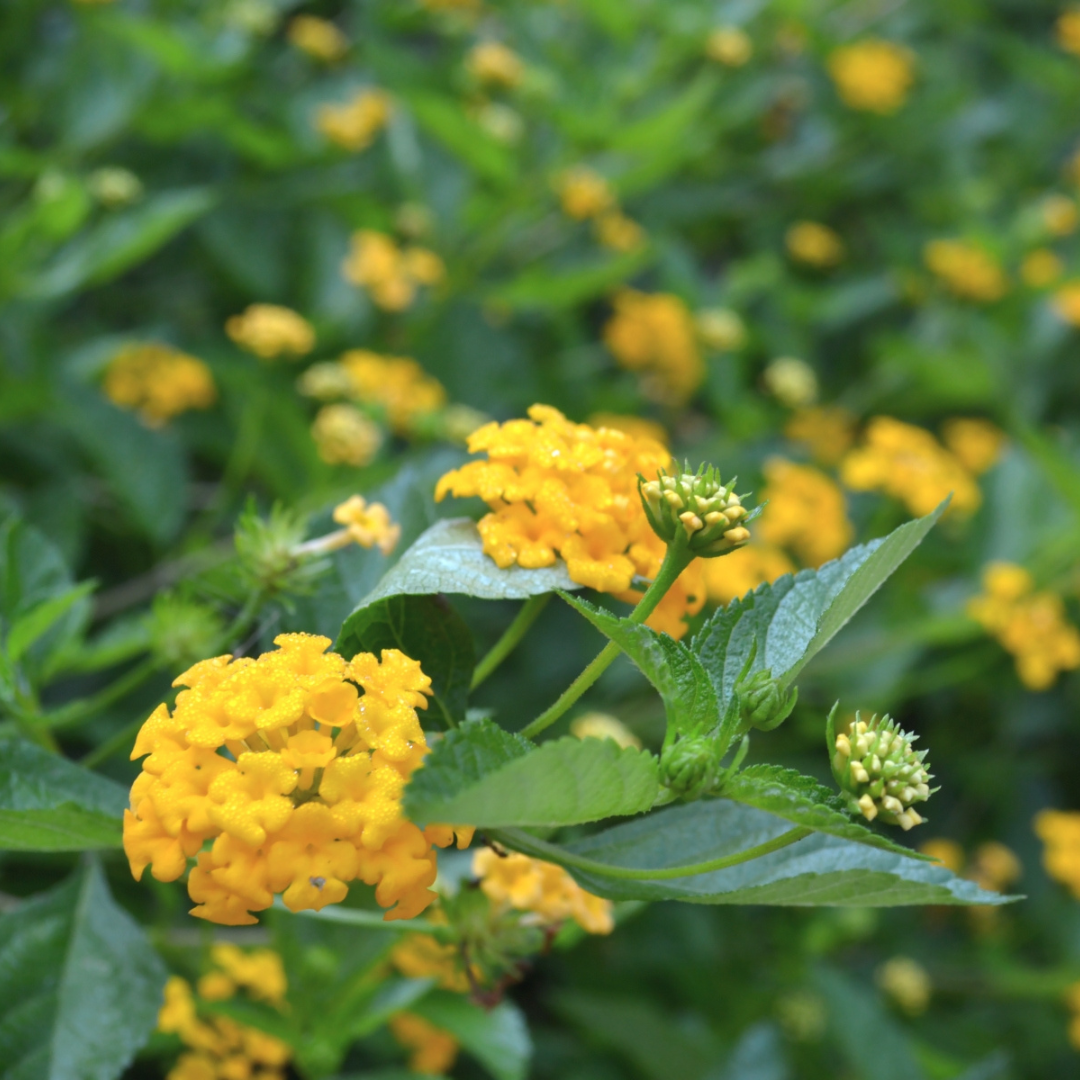 Gold Mound Lantana