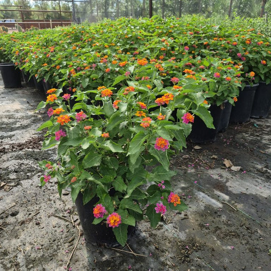 5 gallon Irene Lantana (Lantana camara Irene) in nursery pot with bi-color blooms — Phoenix, AZ