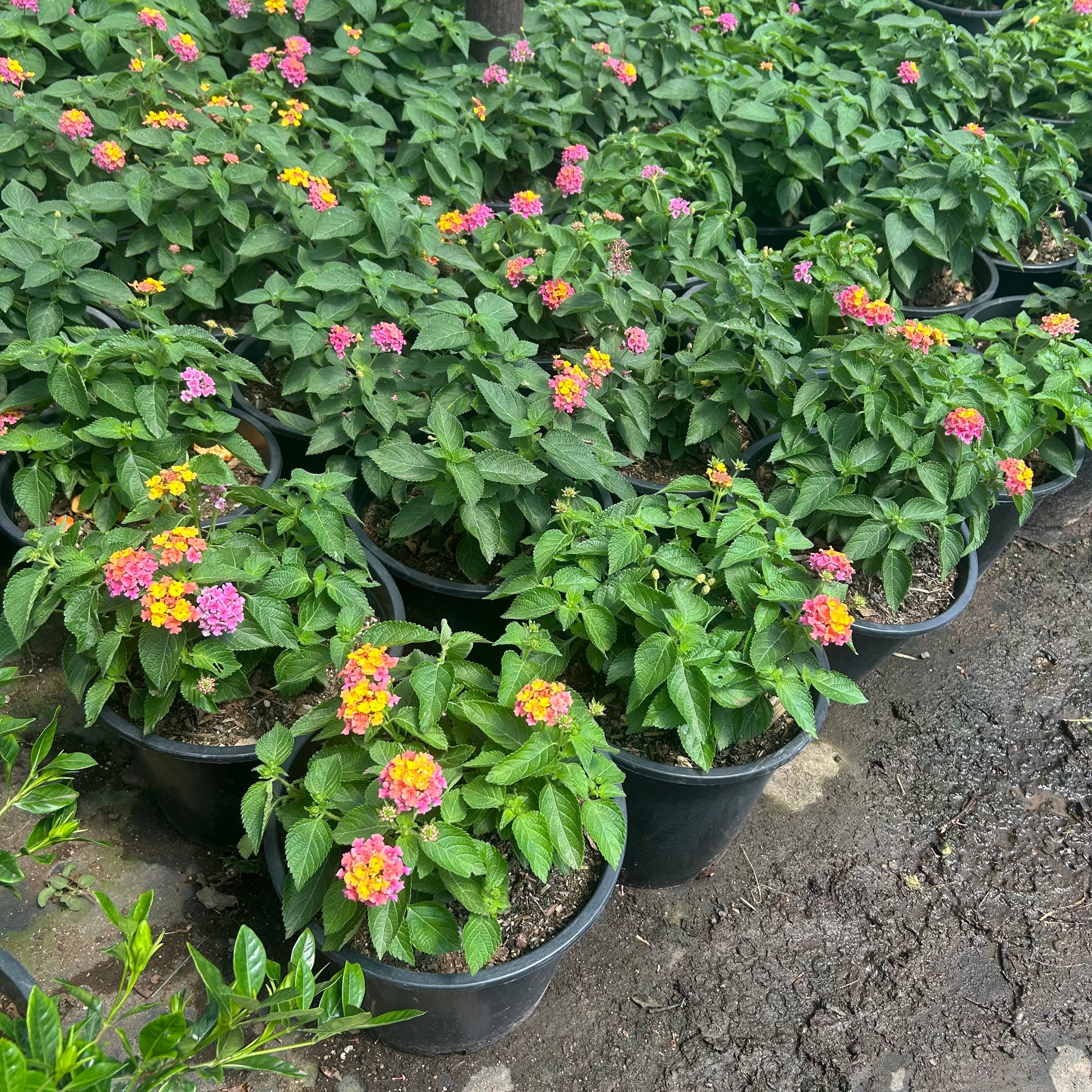 5 gallon Rose Lantana (Lantana camara 'Rose') in nursery pot — Phoenix, AZ