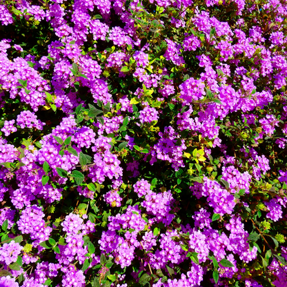 Purple & White Lantana