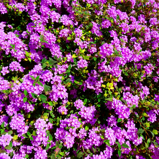 Purple Trailing Lantana