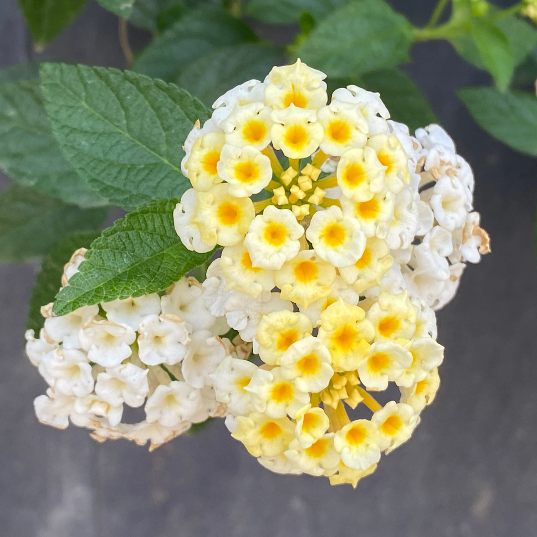 White Trailing Lantana