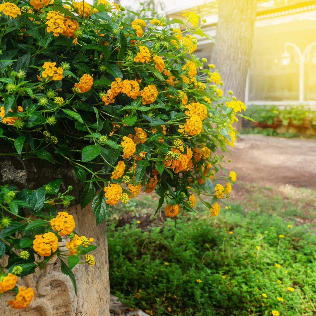 Yellow Trailing Lantana