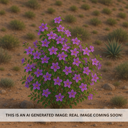 Lavender Starflower