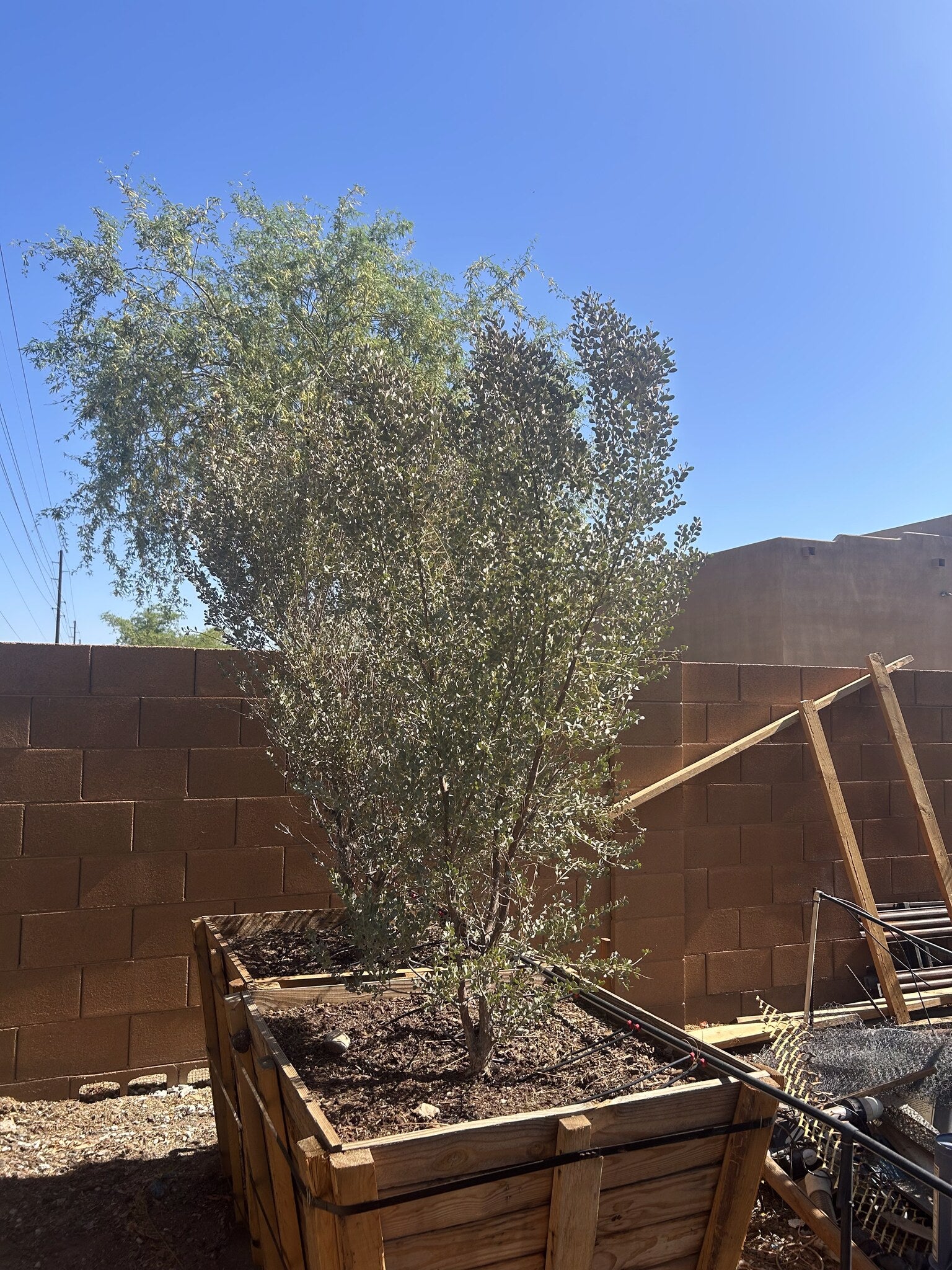 Leatherleaf Acacia Phoenix, AZ | Acacia craspedocarpa | Three