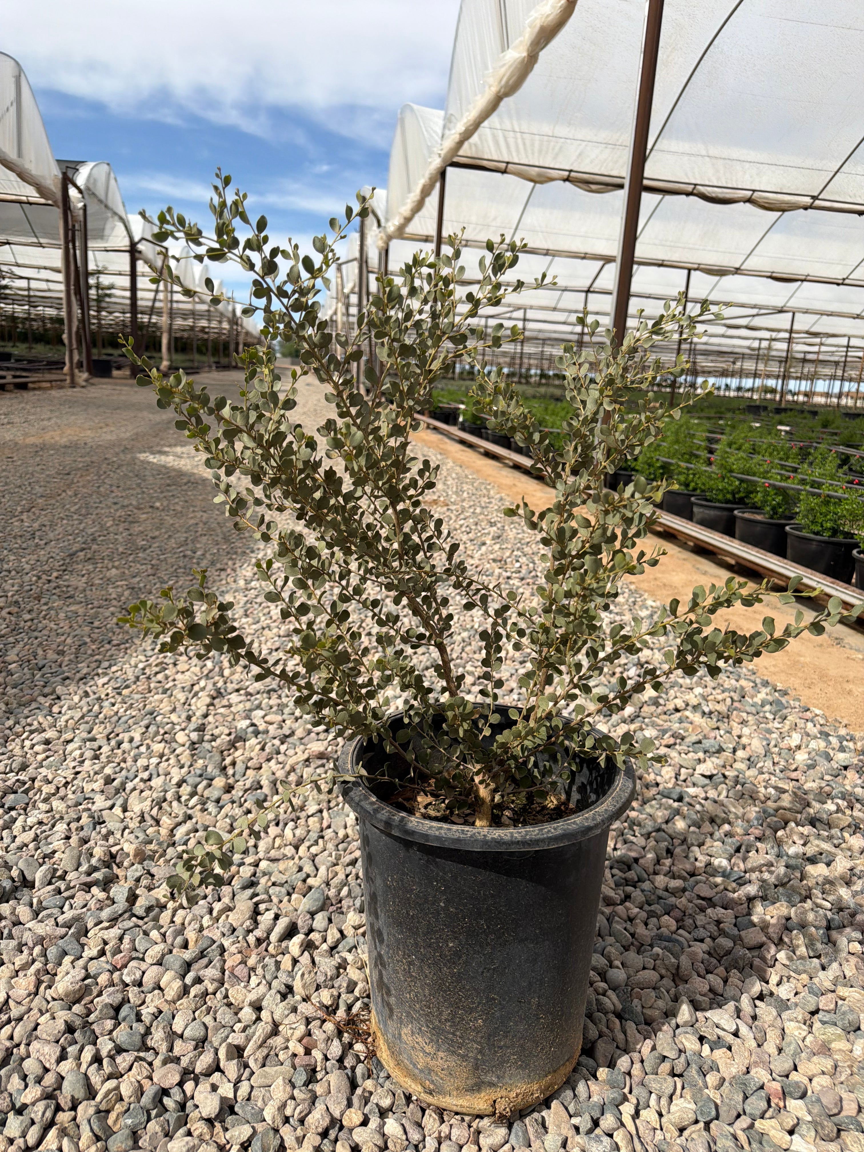 Leatherleaf Acacia Phoenix, AZ | Acacia craspedocarpa | Three