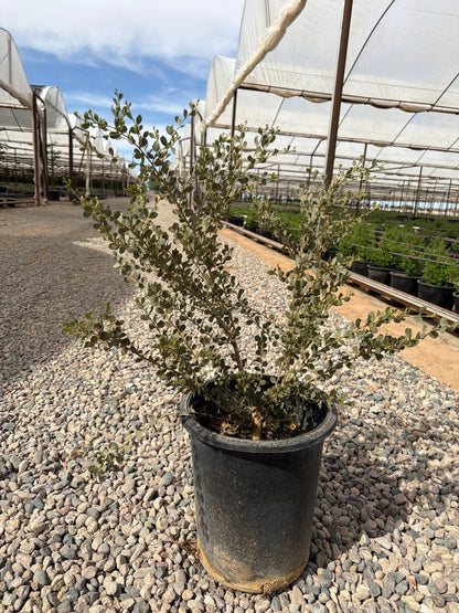 5 gallon Leather Leaf Acacia (Acacia craspedocarpa) in nursery pot on gravel — Phoenix, AZ